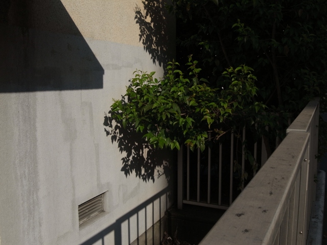 R0010794s.jpg