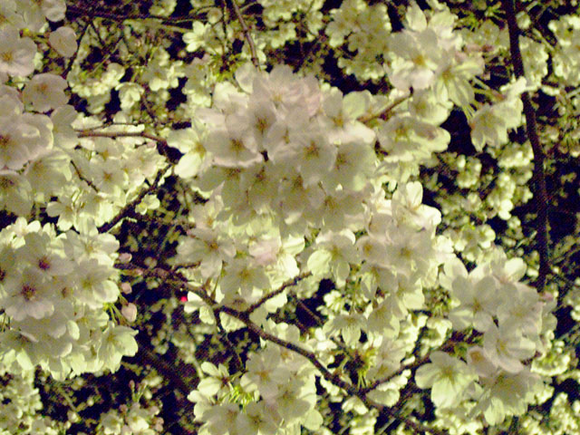 _0014083s.jpg